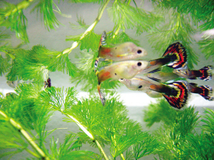 孔雀魚爛嘴是怎麼回事