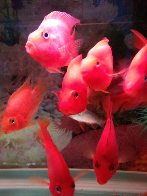 鹦鹉魚變白怎麼辦