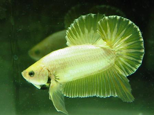 解決羅漢魚褪色辦法