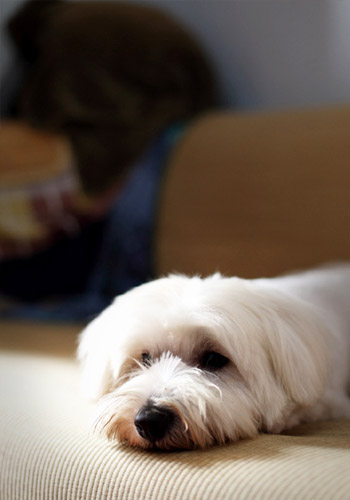 愛犬選擇狗糧的注意事項