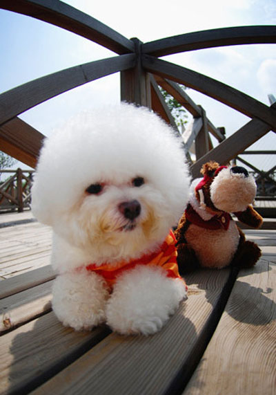 養狗訓練狗最好由幼犬開始