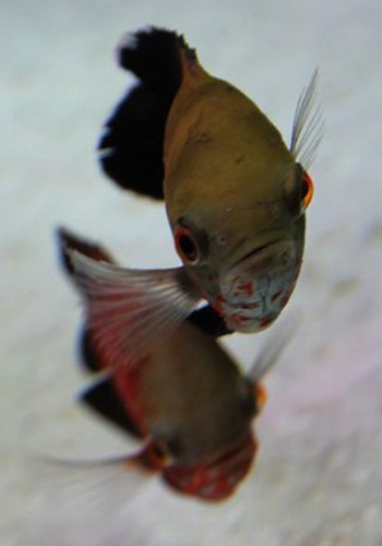 熱帶魚充血病的病因和防治