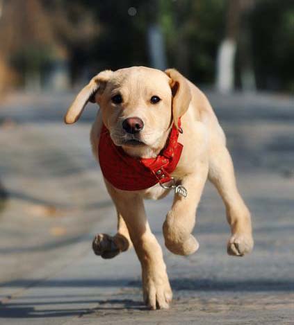 拉布拉多幼犬拉稀怎麼辦