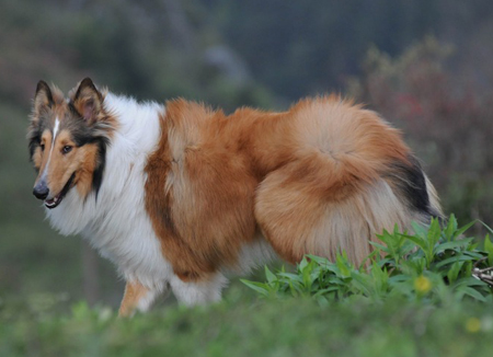 蘇格蘭牧羊犬吃什麼