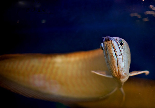 銀龍魚壽命