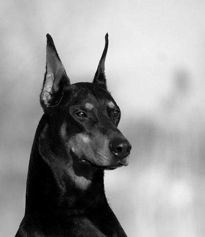 杜賓犬飼養