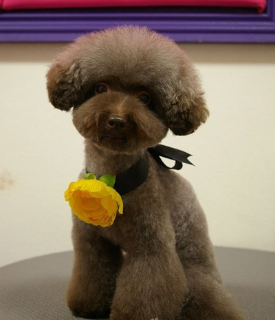 貴賓犬的壽命