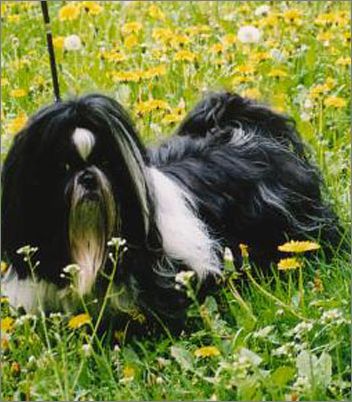 西施犬壽命及生理特征
