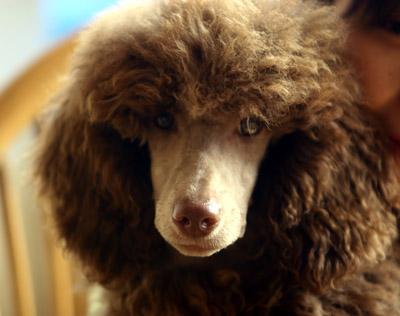 貴賓犬吃什麼狗糧好