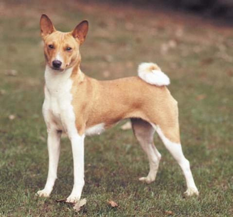 貝生吉犬
