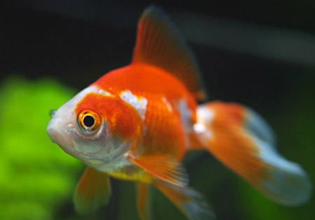 金魚身上有白點