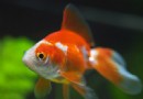 淺談金魚身上有白點是怎麼回事?