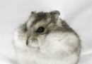 倉鼠得了濕尾怎麼辦?倉鼠濕尾解決措施推薦