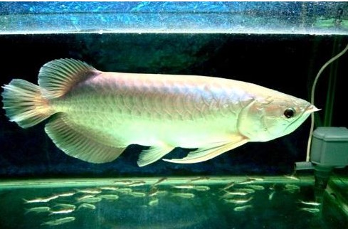 銀龍魚常見病