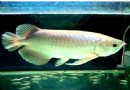 銀龍魚常見病有哪些?銀龍魚常見三大病介紹