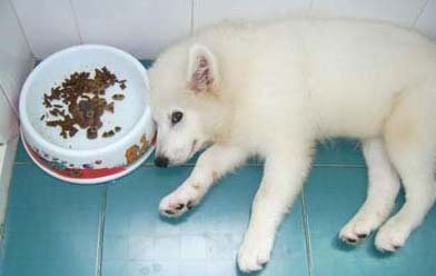狗狗厭食（食欲不振）如何治療？