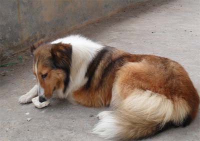 犬咳血的原因與急救方法