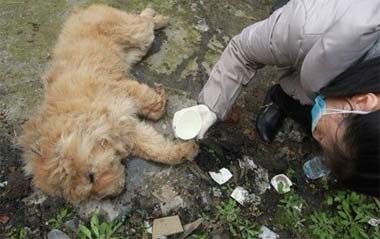 犬休克怎麼辦？