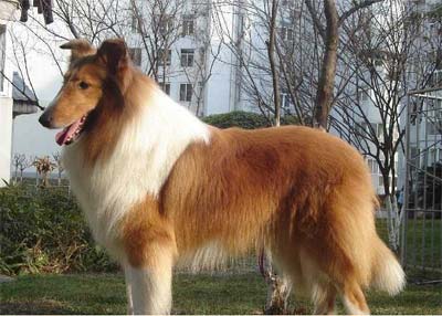 犬布魯氏菌病的臨床特征和防治