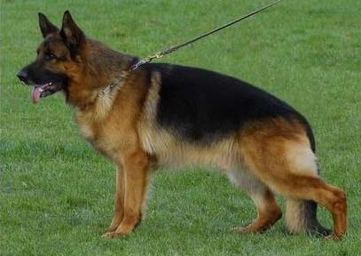 犬疱疹病毒的診斷要點