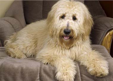 狗狗得了“犬傳染性肝炎”怎麼辦？