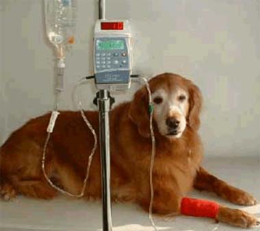 犬結核菌病的病因與治療方法