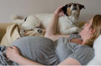 犬弓形蟲是怎麼回事？（犬弓形蟲對孕婦的影響）