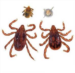 狗狗身上有硬蜱怎麼辦？