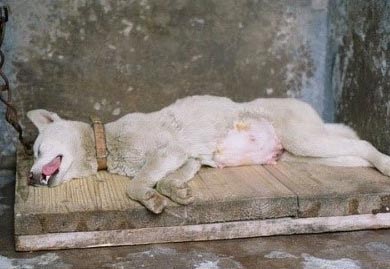 狗狗休克怎麼辦？狗狗休克是什麼原因導致？