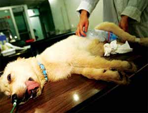 狗狗得了心肌炎怎麼辦？犬心肌炎治療方法是什麼？