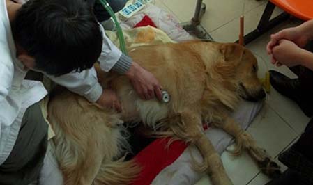 狗狗胸膜炎症狀與防治措施