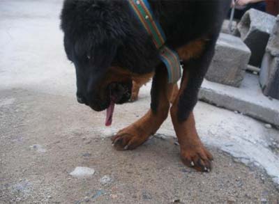 狗狗得了風濕病怎麼辦？如何治療犬風濕病？