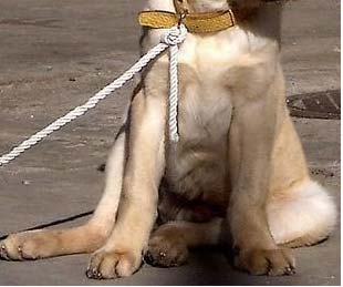 “犬髋關節發育不良症”如何治療？