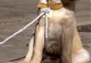 “犬髋關節發育不良症”如何治療？
