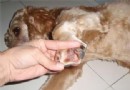 狗狗膿腫的病因與治療
