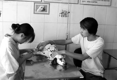 “犬蛋白質缺乏症”的臨床症狀與治療