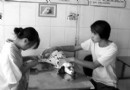 “犬蛋白質缺乏症”的臨床症狀與治療