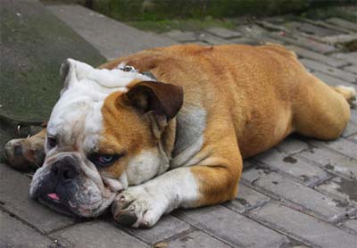 犬維生素A缺乏症的病因是什麼？