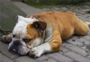 犬維生素A缺乏症的病因是什麼？