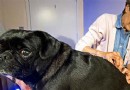狗狗低血糖的病因和臨床症狀
