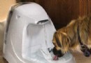 狗狗水中毒怎麼辦？如何治療？