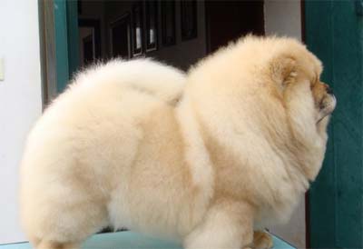 母犬子宮炎的病因與治療方法 