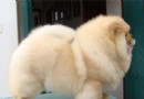 母犬子宮炎的病因與治療方法