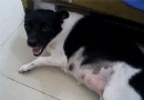 母犬難產怎麼辦？如何處理難產的狗狗？