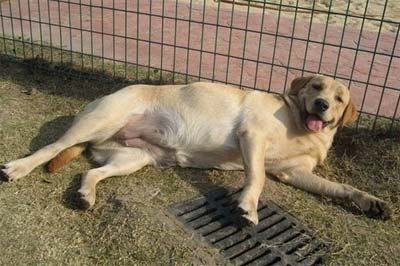 母犬為什麼假孕？母犬假孕如何預防？