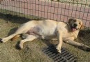 母犬為什麼假孕？母犬假孕如何預防？