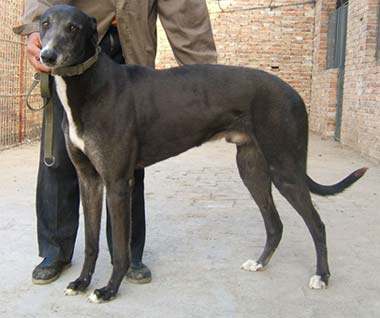 公犬不育怎麼辦？