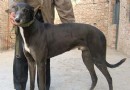 公犬不育怎麼辦？