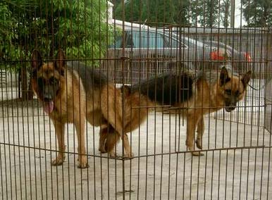 母犬不孕怎麼辦？母犬不孕的原因是什麼？