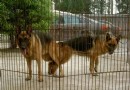母犬不孕怎麼辦？母犬不孕的原因是什麼？